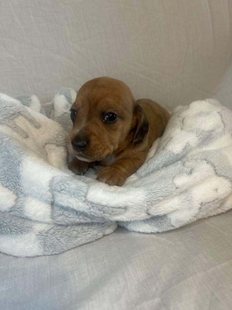 dachshund puppy’s ready to leave next week 