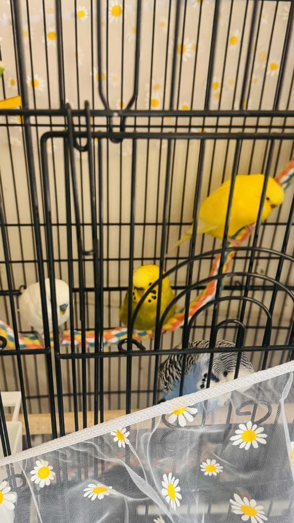 Budgerigar 