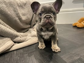 Lilac and tan french bull dogs