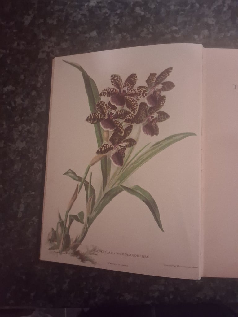 The Woodlands Orchids.