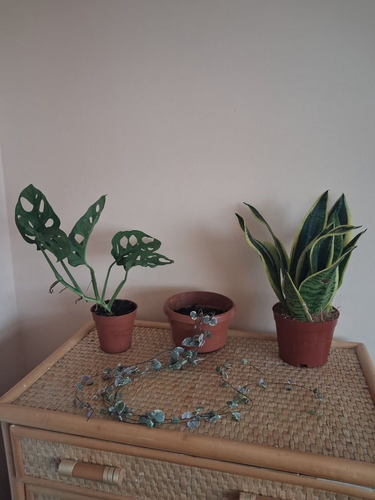 image for Three indoor house plants bundle 