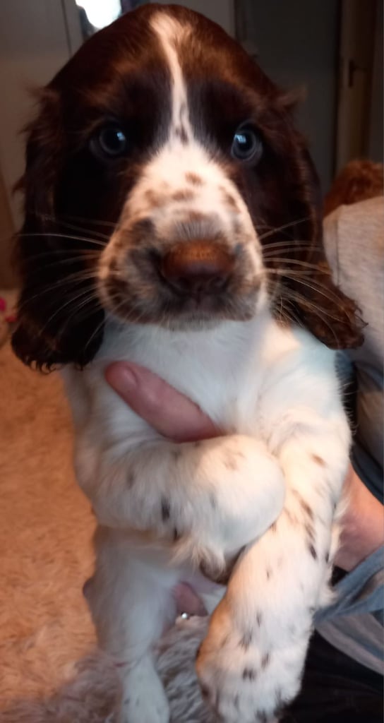 Cocker spaniel girl