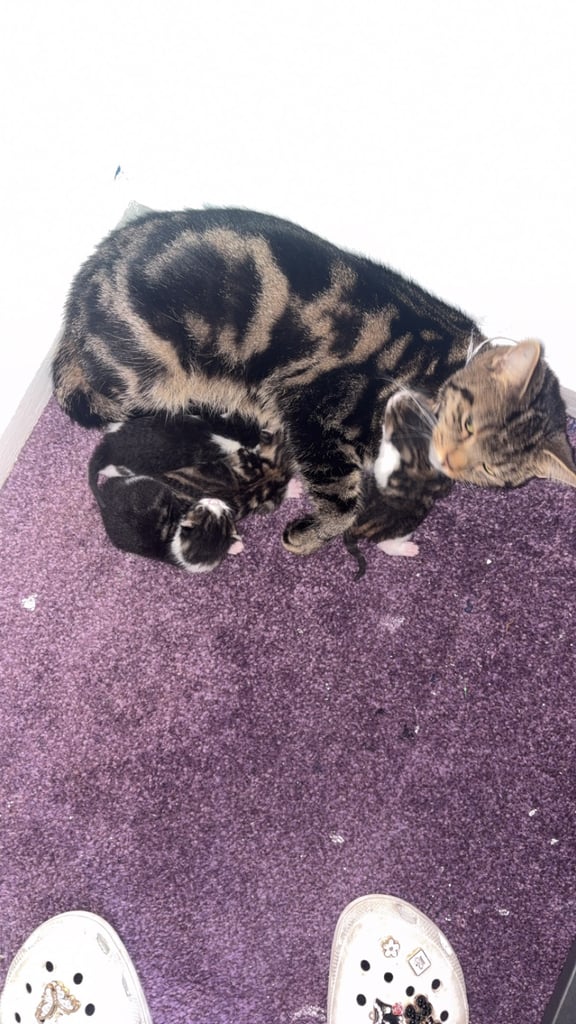 image for Kittens 
