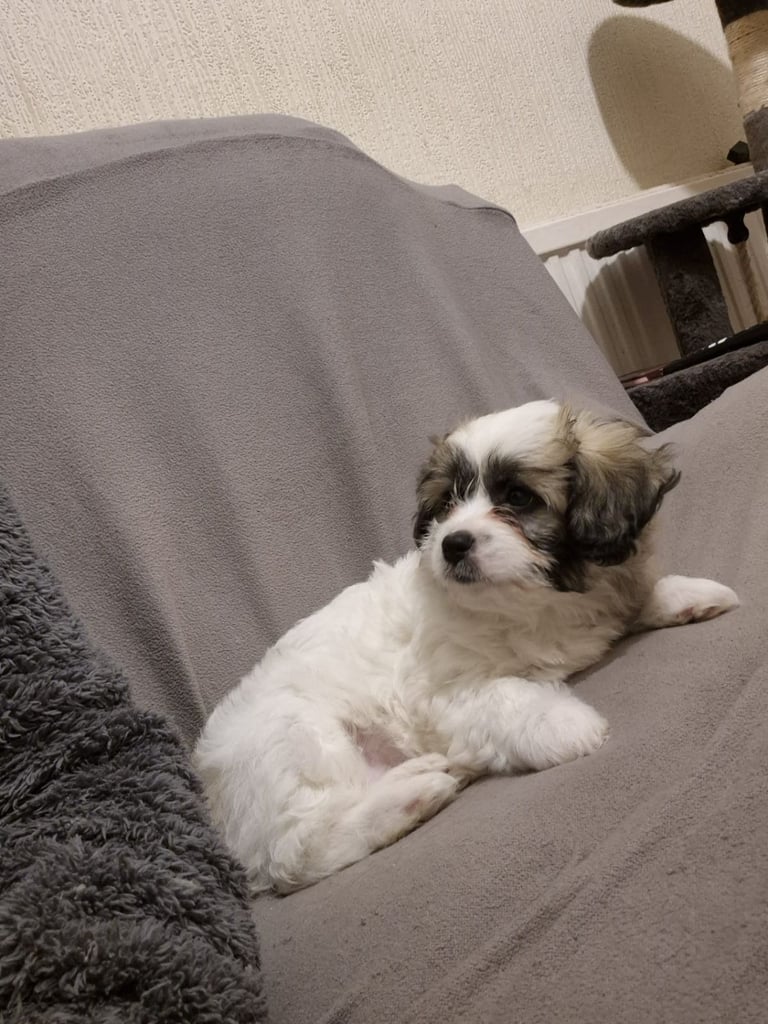 mix breed puppy (dog)