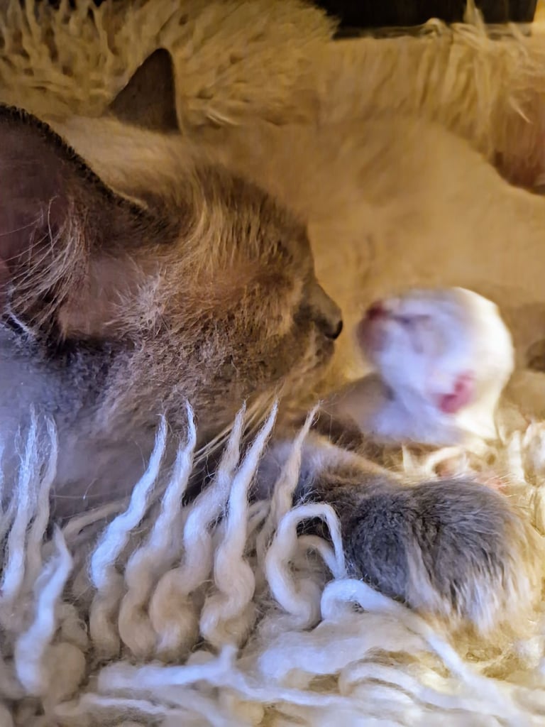 Ragdoll kittens 