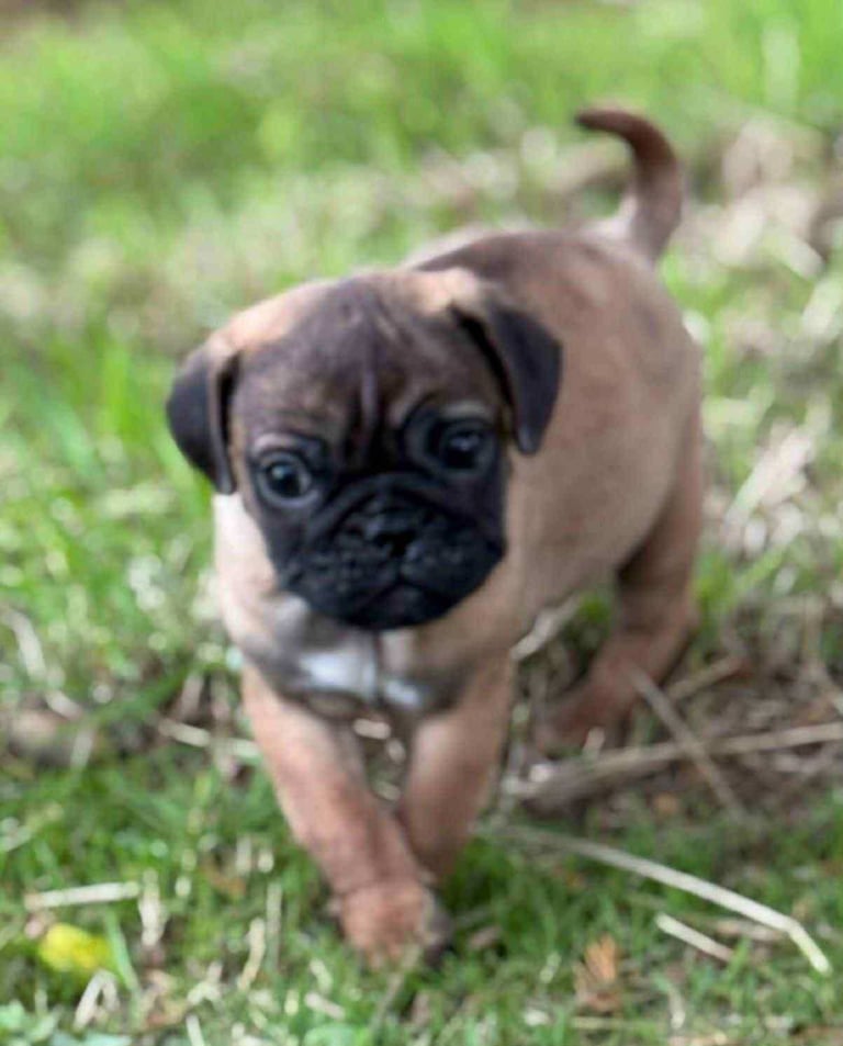 Pug Puppies 