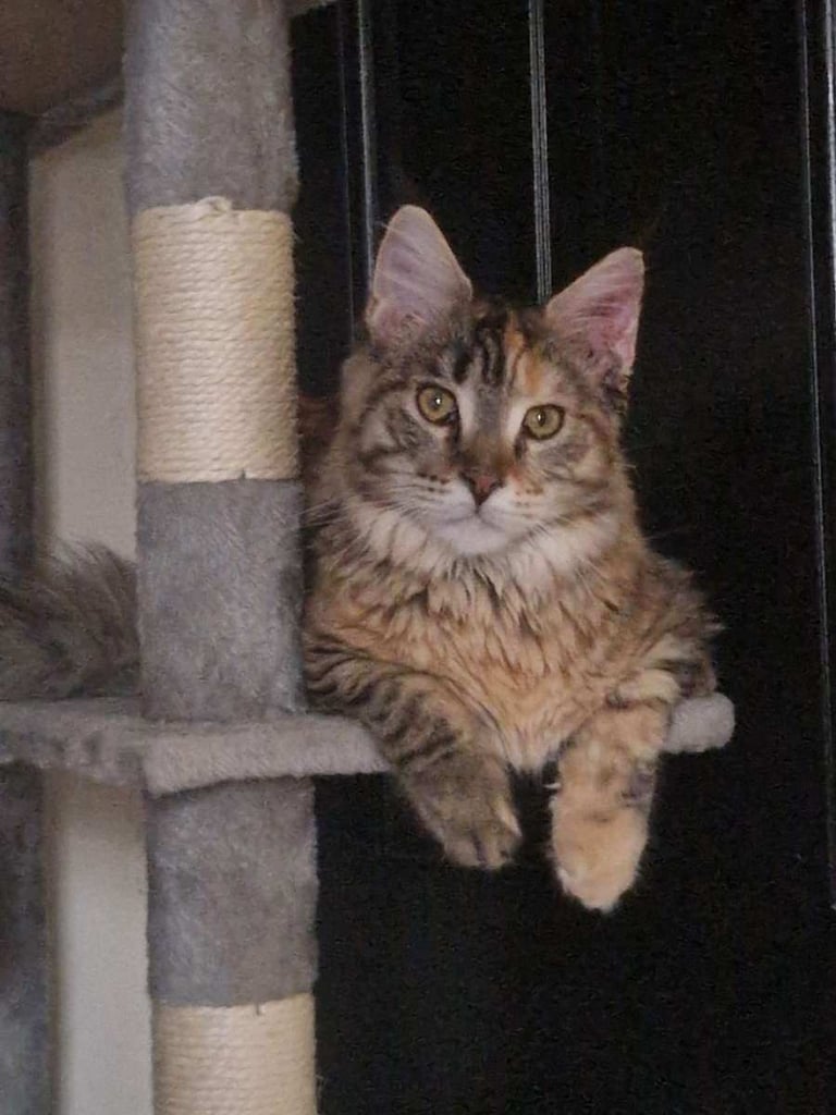 Mainecoon female 