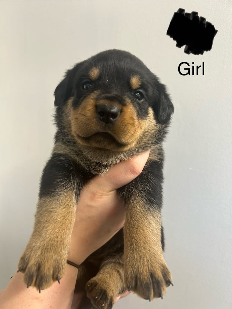 8 Rottweiler pups-4 LEFT!!