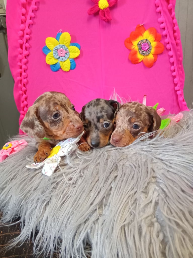 3 miniature duschund 🐶 puppies 