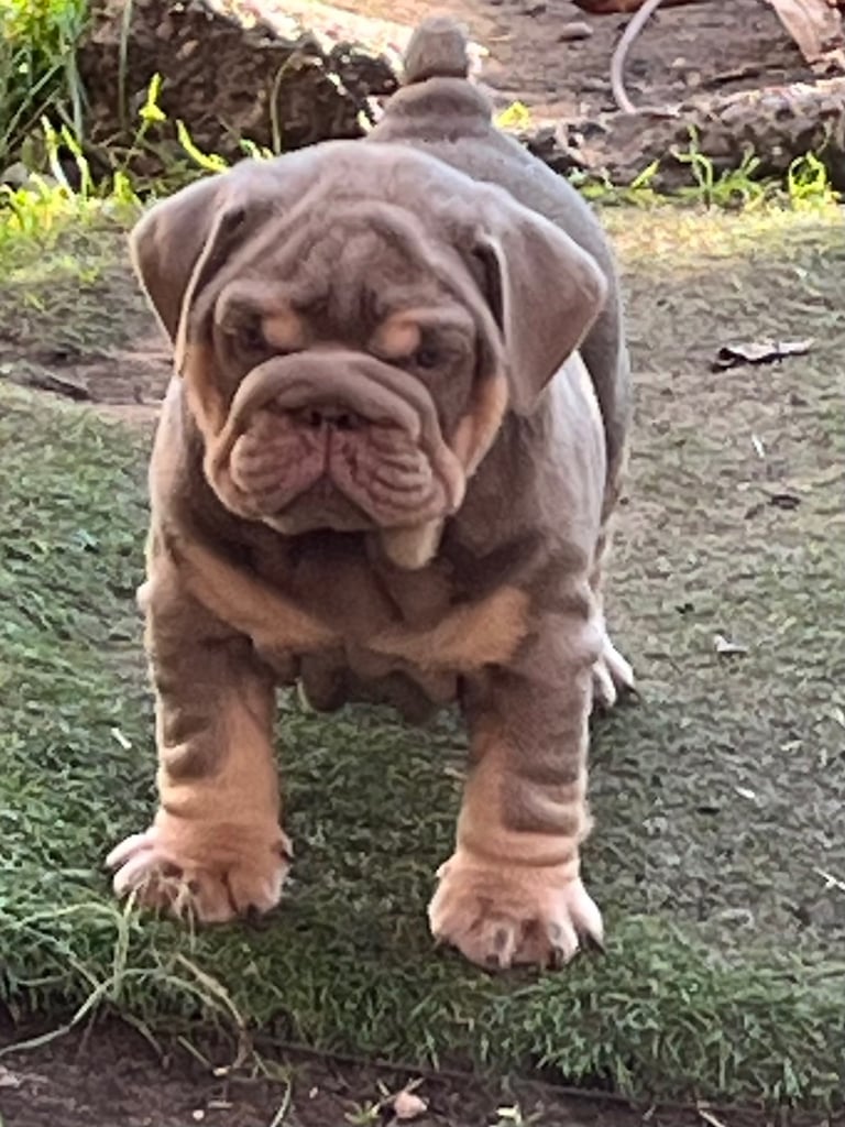 Bulldog puppies 8 weeks old