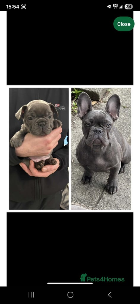 Blue brindle french bulldog 