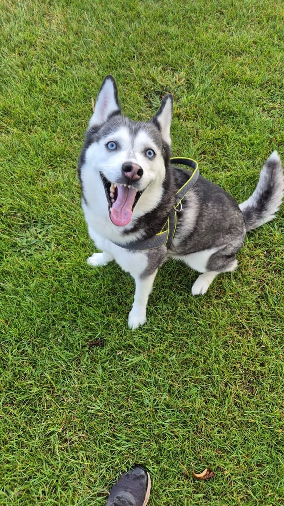 Siberian husky 