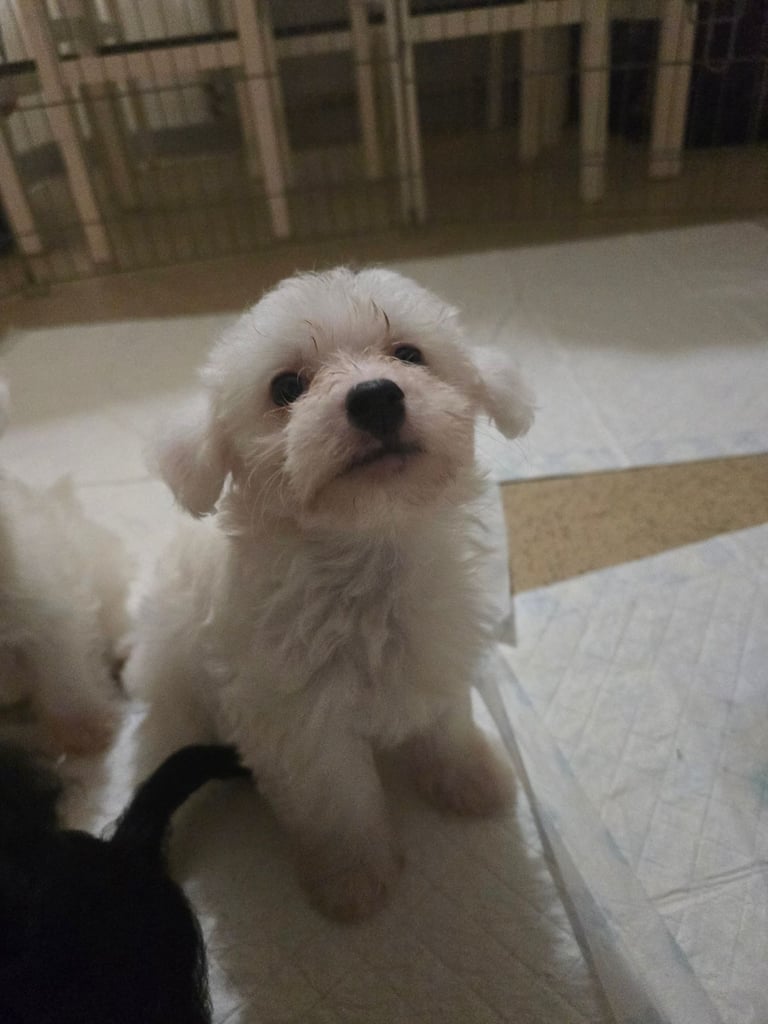 Bichion frise X Yorkshire terrier puppies for sale 