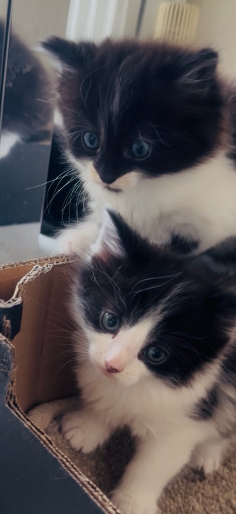 4 beautiful kittens ready to leave 