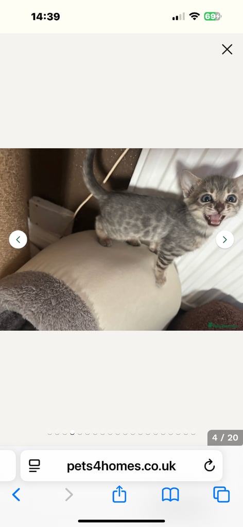 STUNNING BENGAL KITTENS READY NOW 