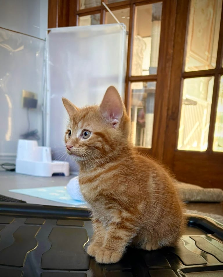 Ginger kittens 