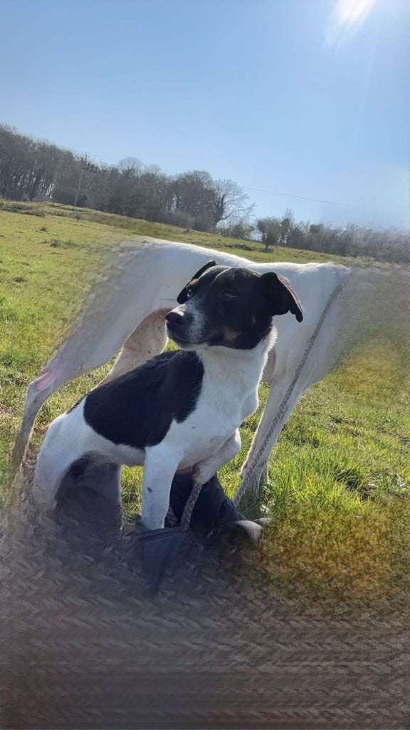 Jack Russel 