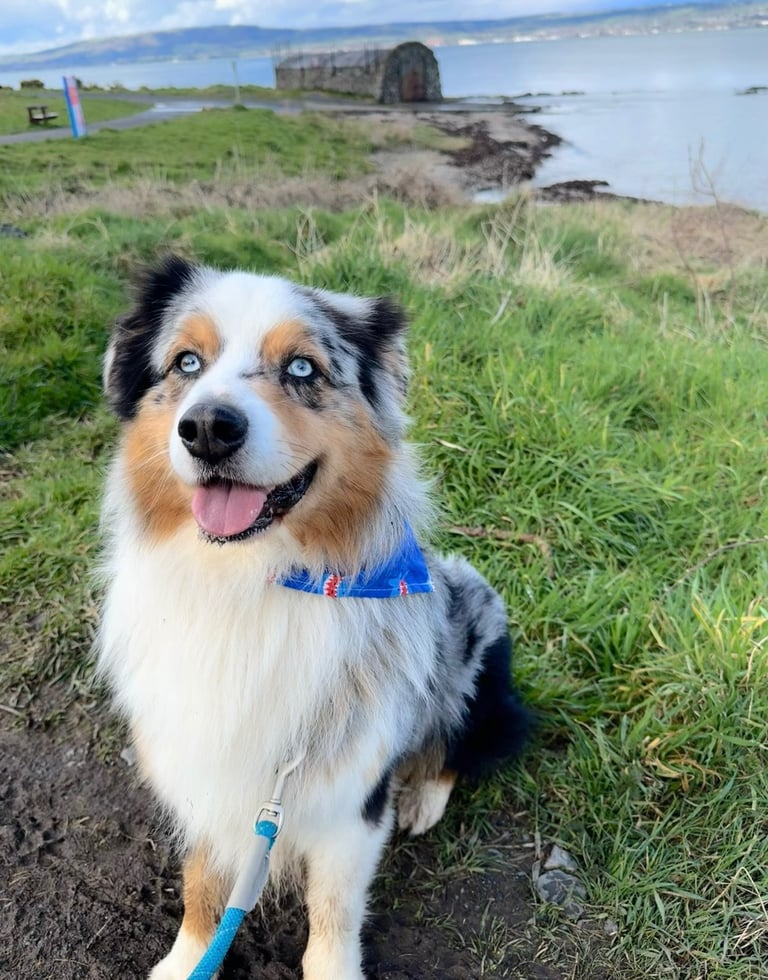 Australian Shepherd x border collie pups 