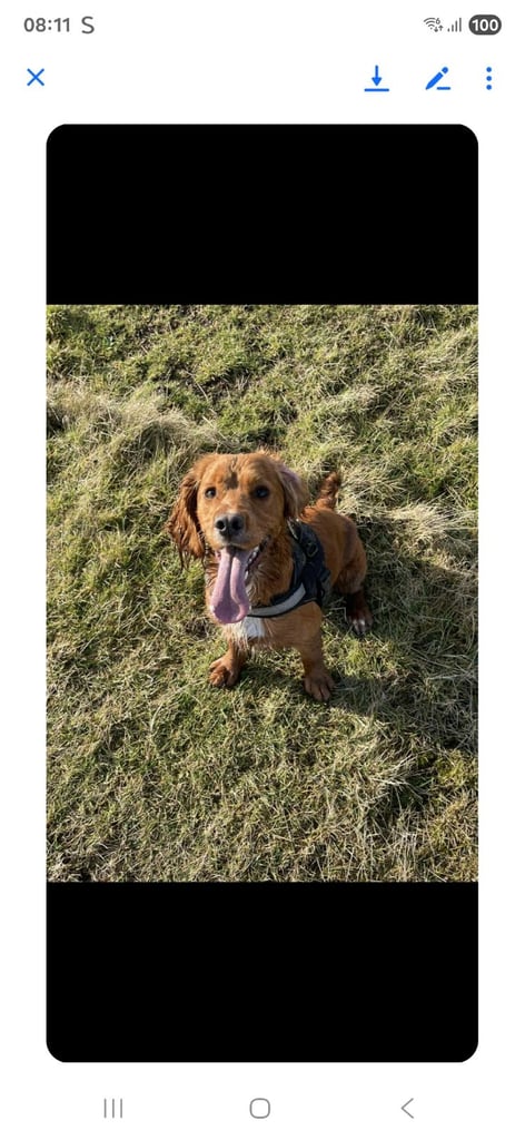 Gorgeous cocker spaniel 