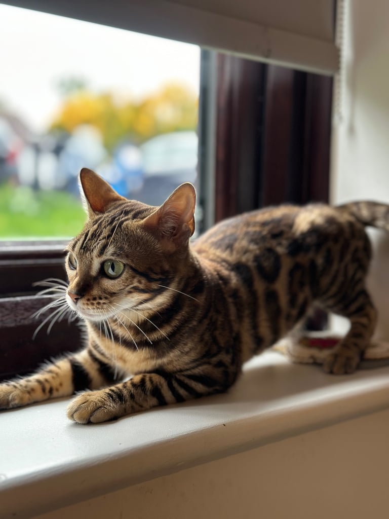 PURE FEMALE BENGAL KITTEN