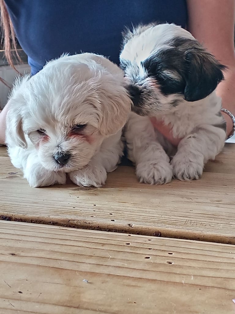 Puppies looking for a good home 