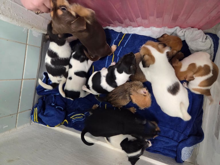Jack russell pups 