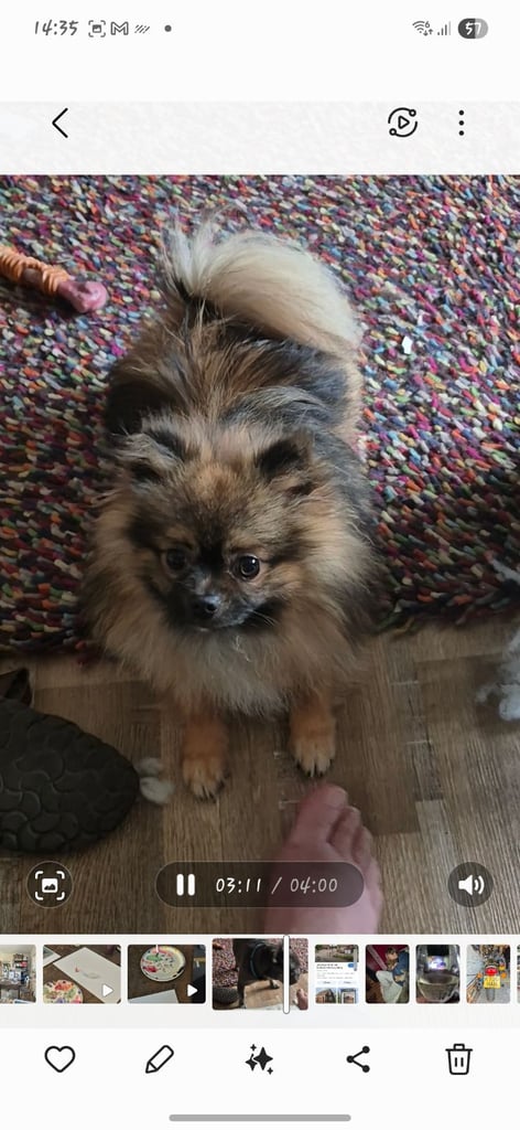 Stunning Pomeranian 14 months old - Male