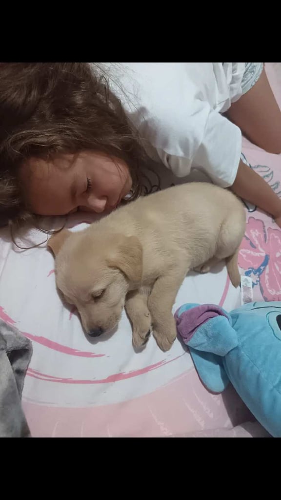 Labrador puppy. 