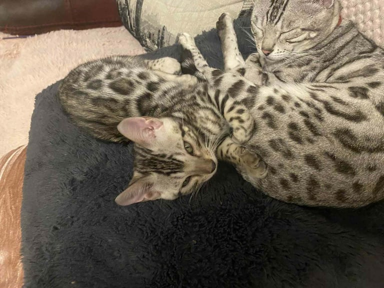 Silver bengals 
