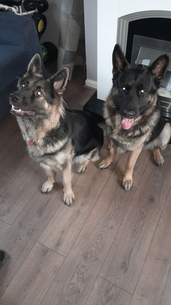 German shepherd puppies for sale 