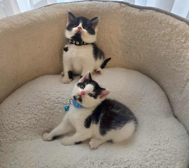 Adorable kittens mixed breed