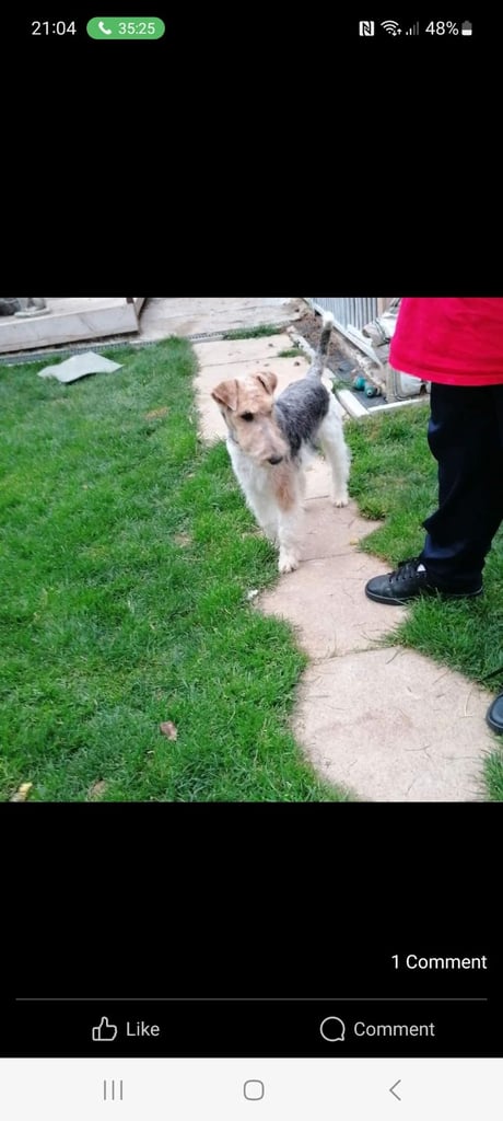 Wire haired fox terrier puppies 