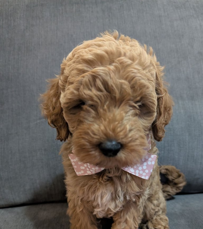 Labradoodles for sale in Gumtree