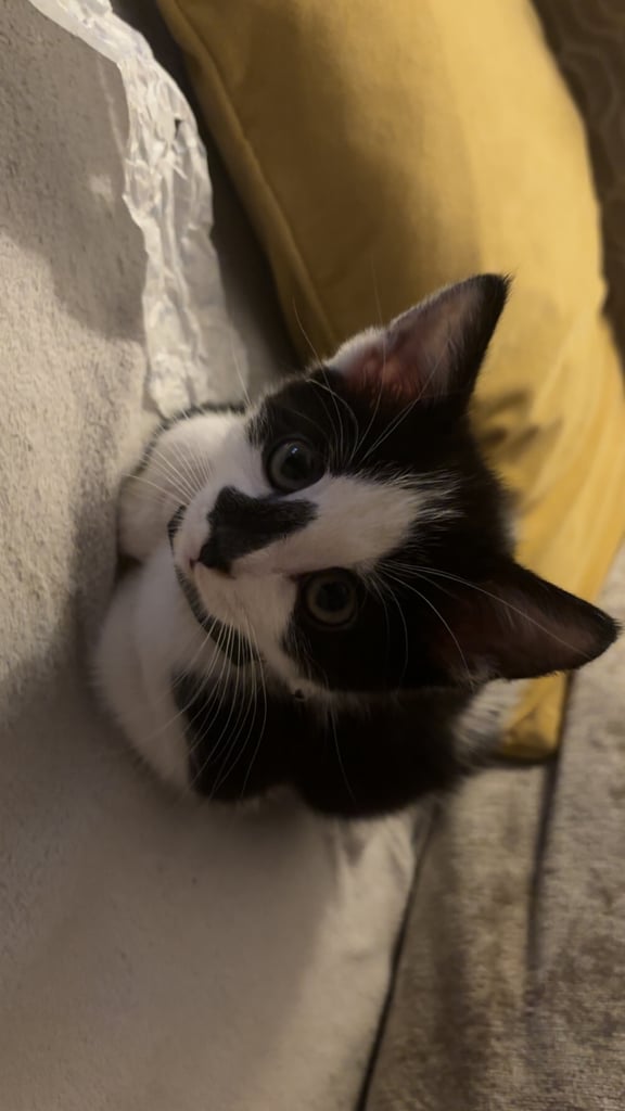 Kitten for sale 