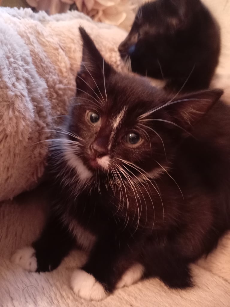 2 adorable tuxedo female kittens