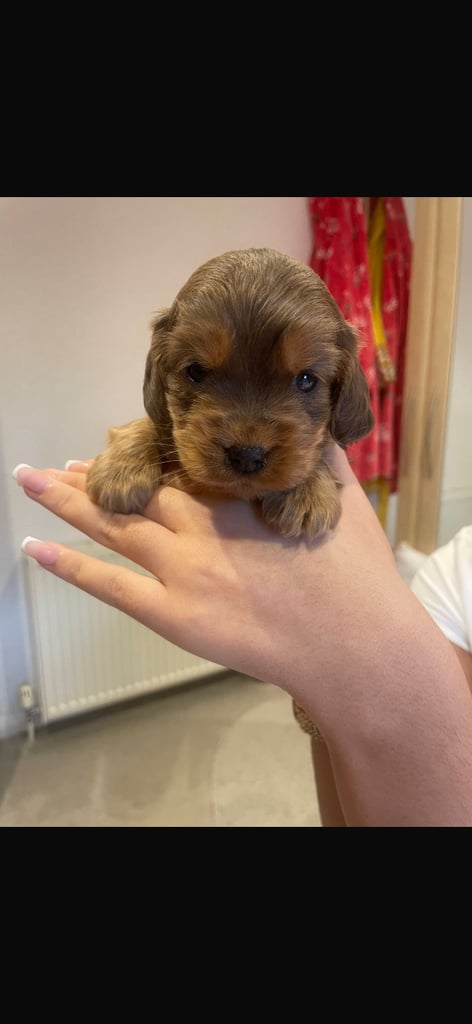 Full show type puppy 
