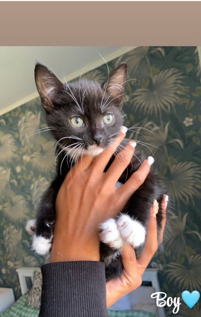 Gorgeous black and white boy kitten🩵