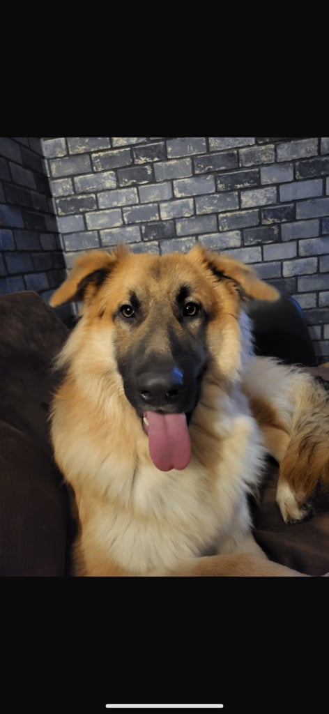 German shepherd for rehoming 
