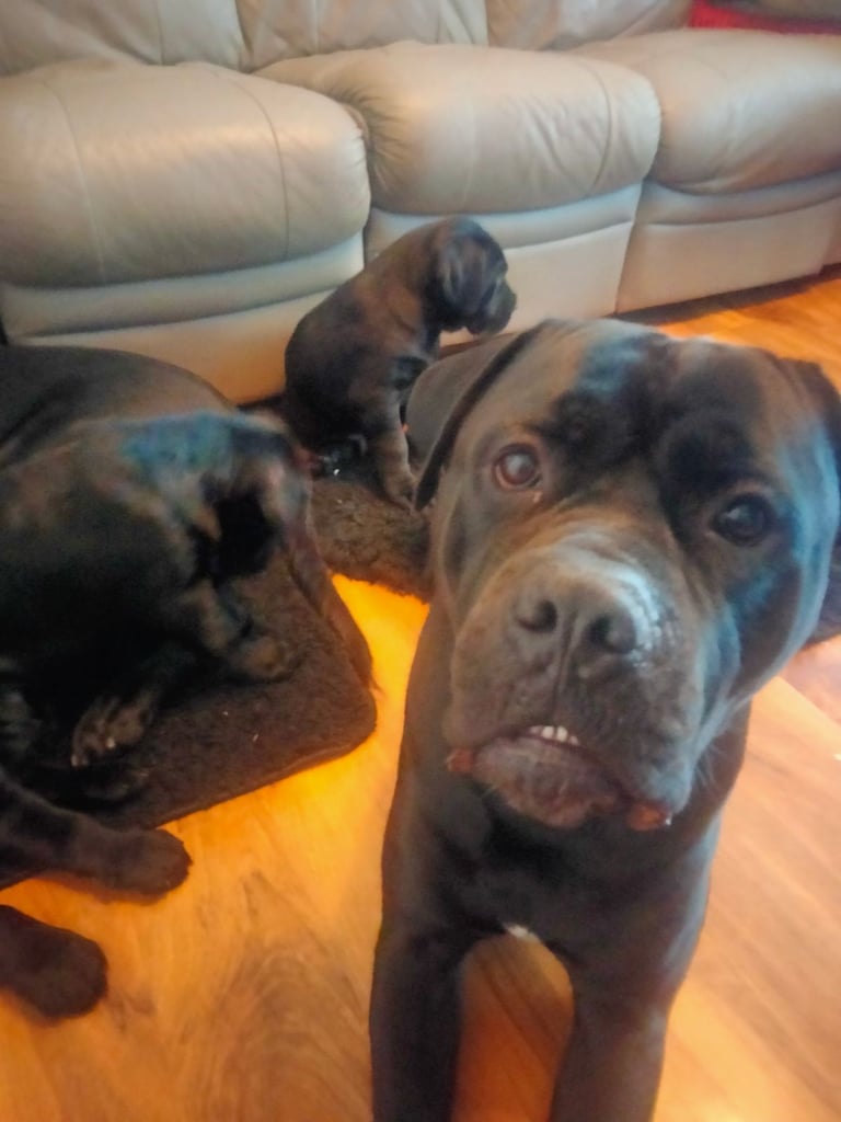 Cane Corso puppies black