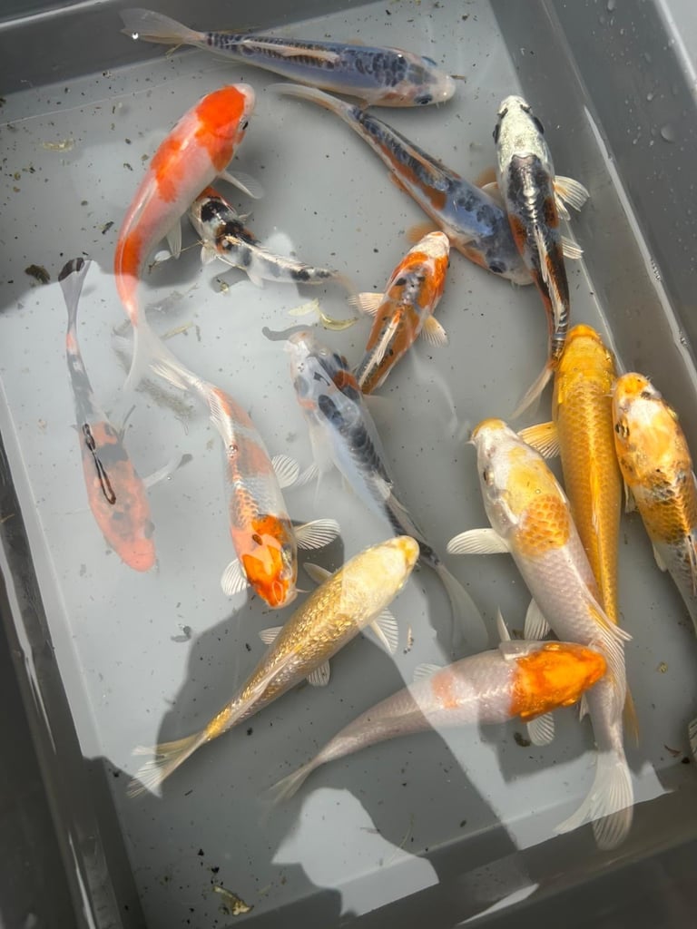 Japanes koi carp fishsale sizes 2-3”to 10-12 high grade we also deliver please message your needs! 