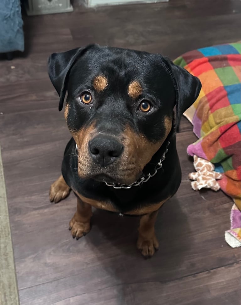 Bruno. Stunning 1yr 8months Rottweiler boy
