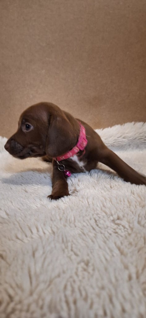 Miniature dachshund's READY TO GO
