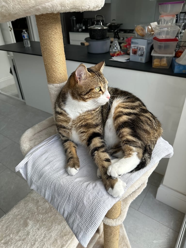 Male tabby cat to be rehomed