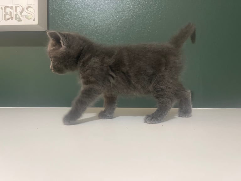 3 grey kittens for sale 