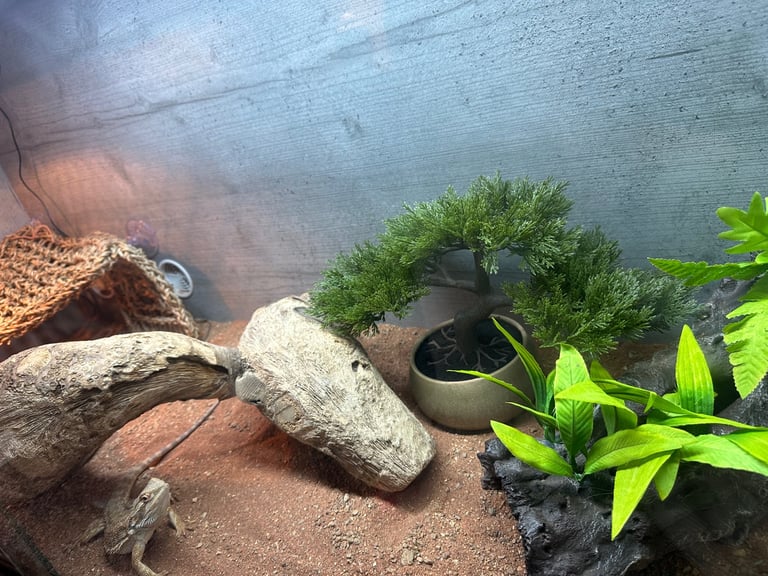 6 month male bearded dragon