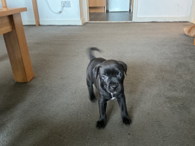 image for Staff x BullMastiff 4 Left 