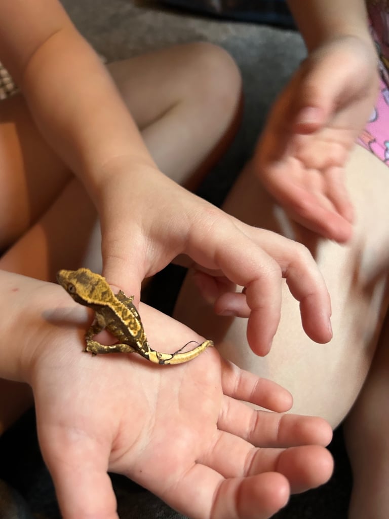 Crested Geckos