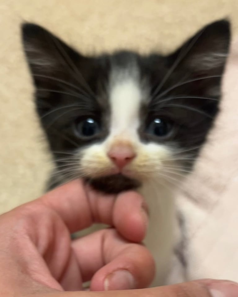 image for Kittens 