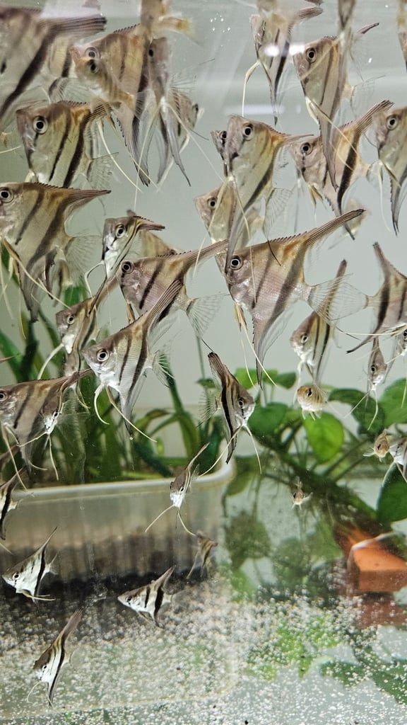 Red back manacapuru,Red head Geophagus, guppies 