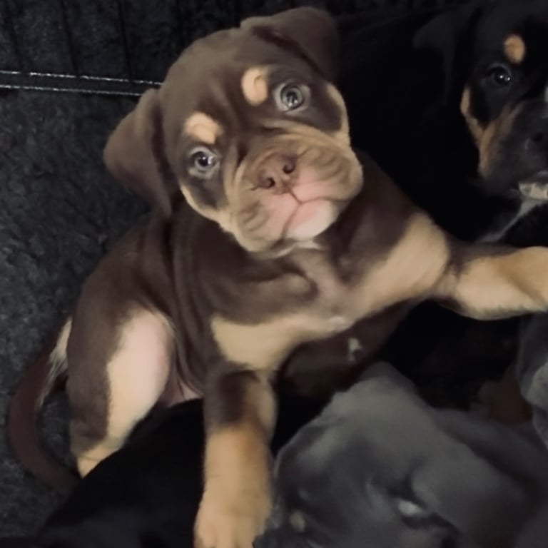 Olde English Bulldogge Puppies For Sale